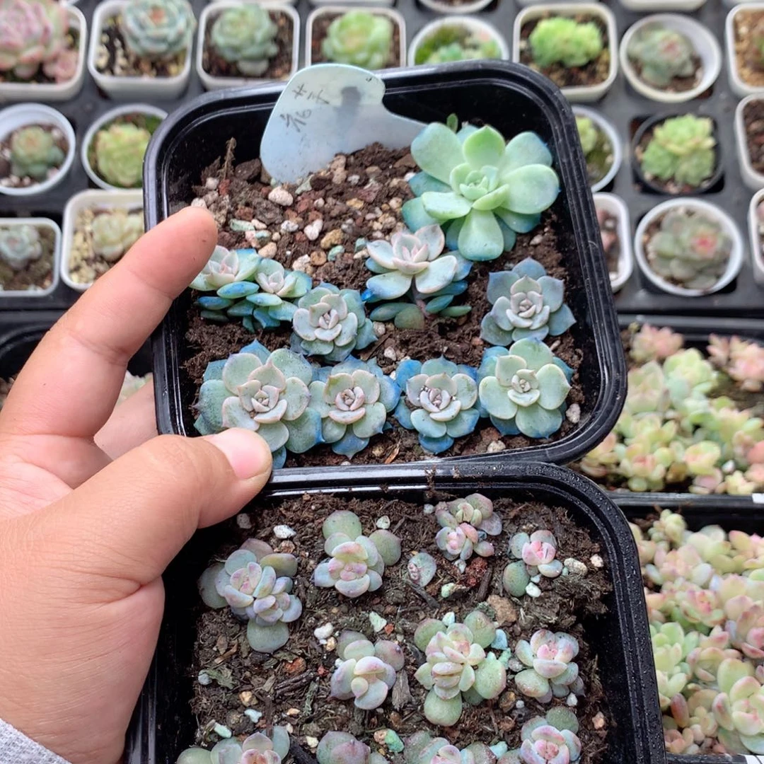 无花朵V116英语英语