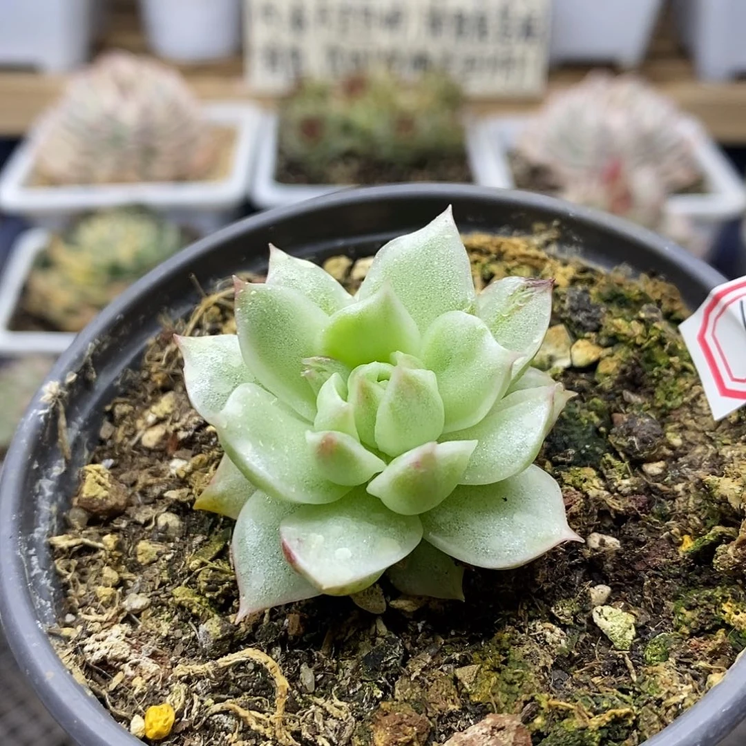 13101 绿水晶雪花锦 需延时发货