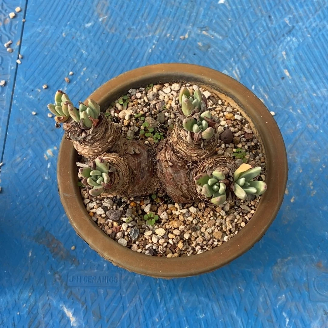 拇指苹果叶多肉植物