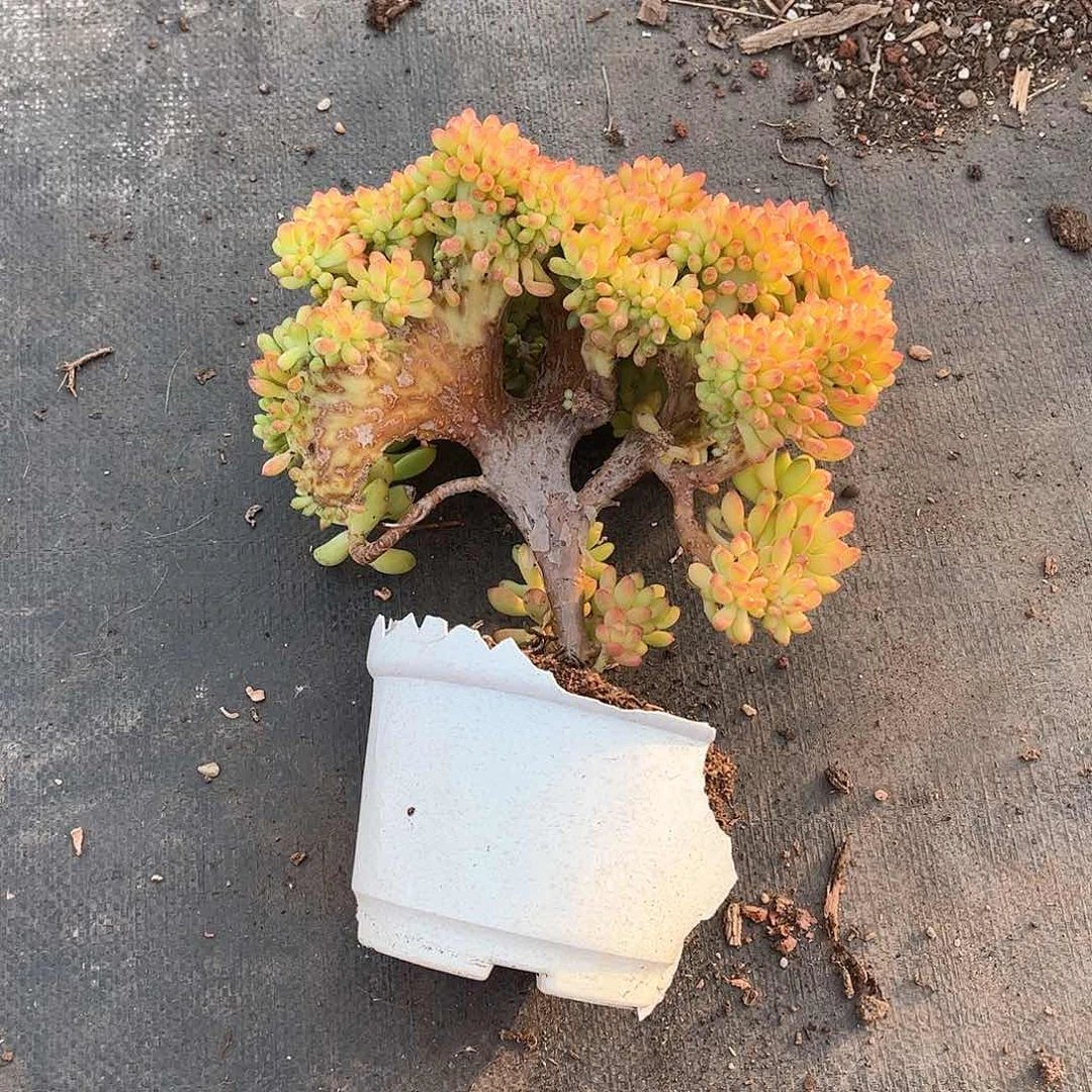 -*辰春梦缀化多肉植物