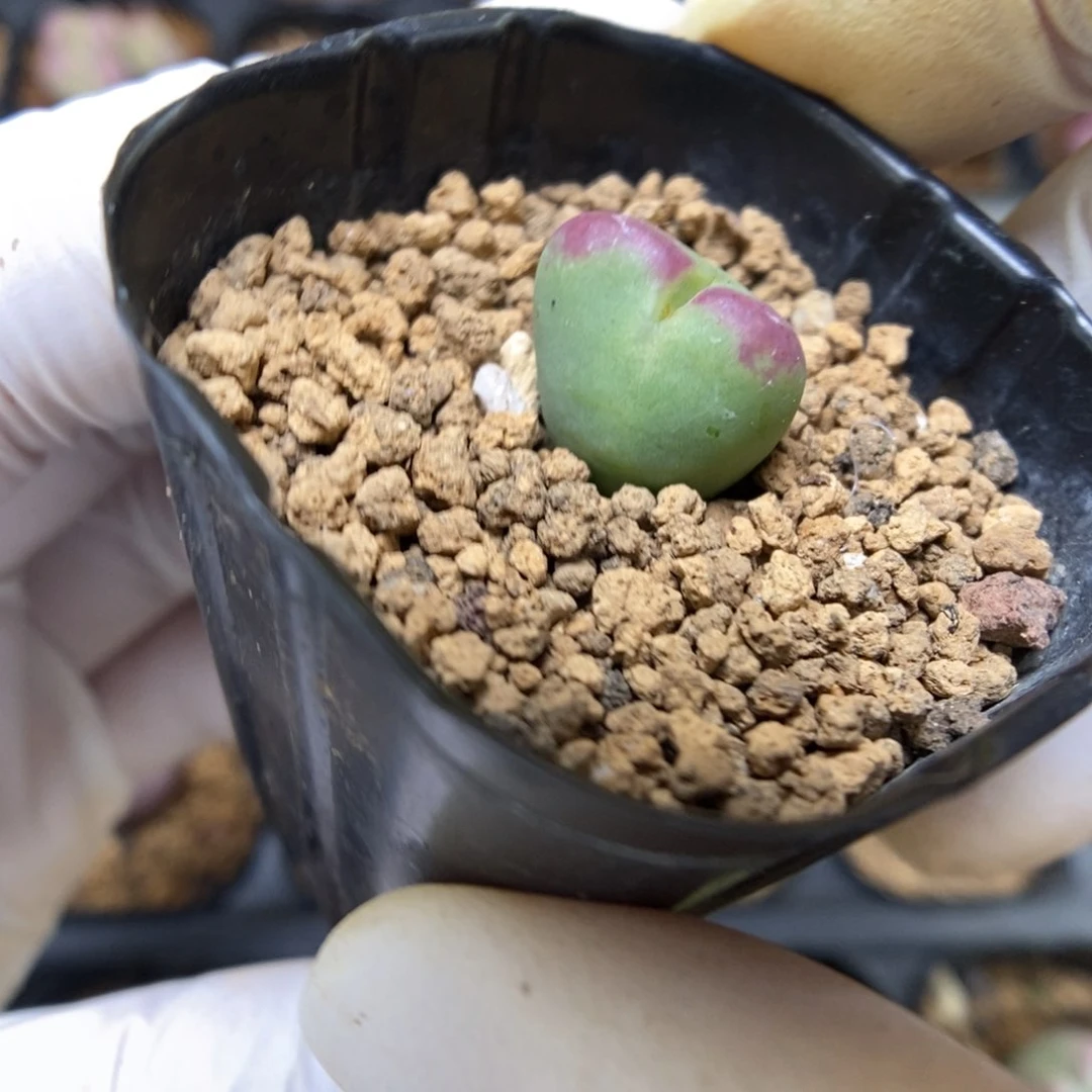 多肉植物肉锥杂交K-4256 下播