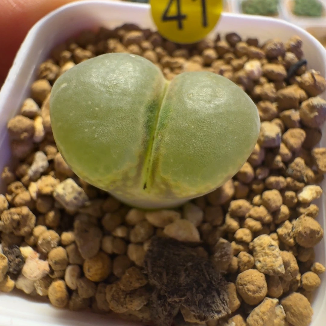 41.......多肉.....