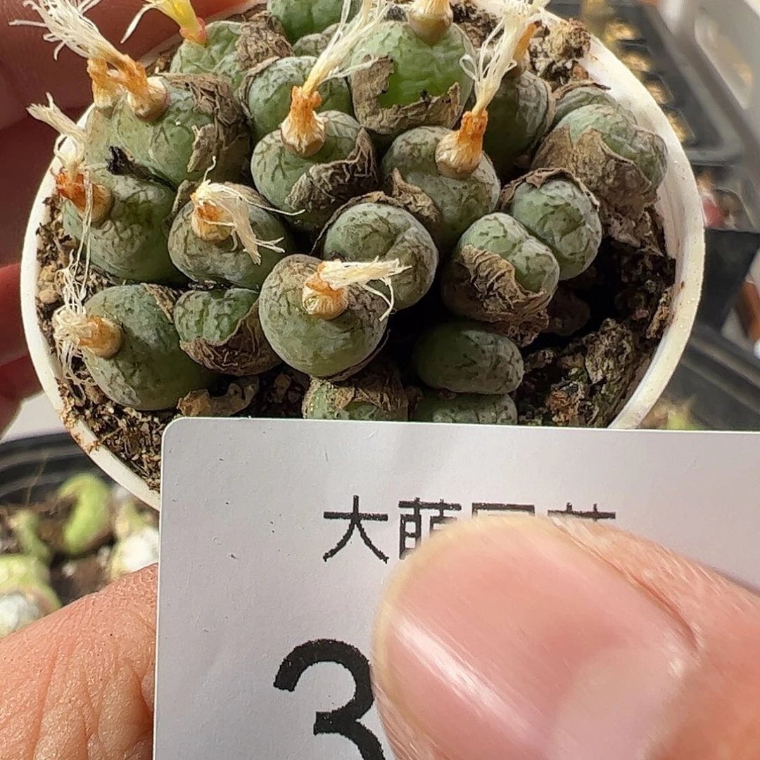 一物一拍带盆土发。  309