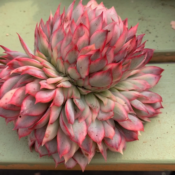 月光女神锦缀锦上园艺一物一拍