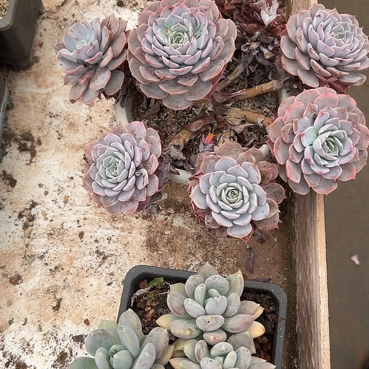 冰***）胖美人和天赐多肉