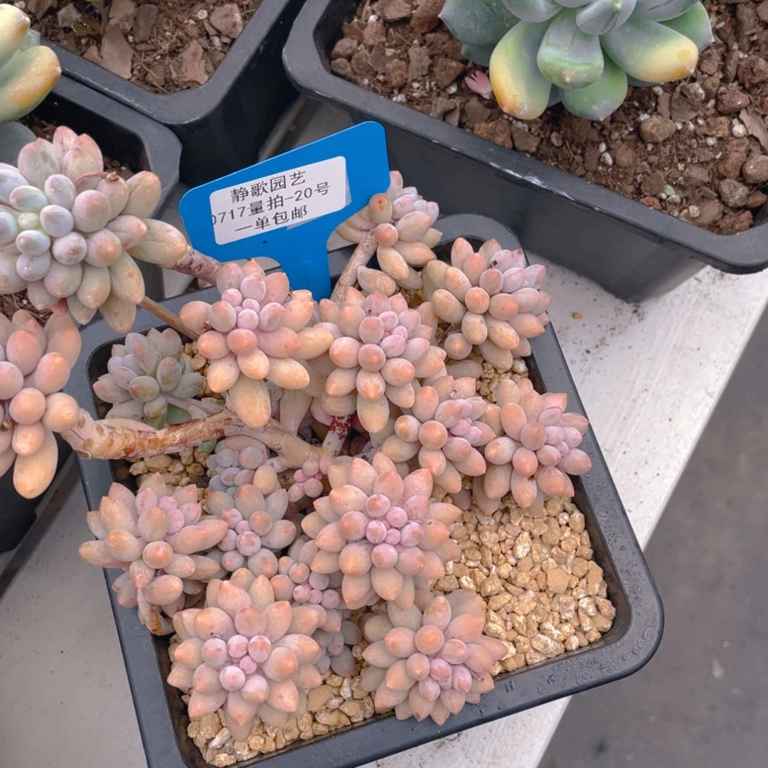 0717-20-婴儿手指大群老桩一刻