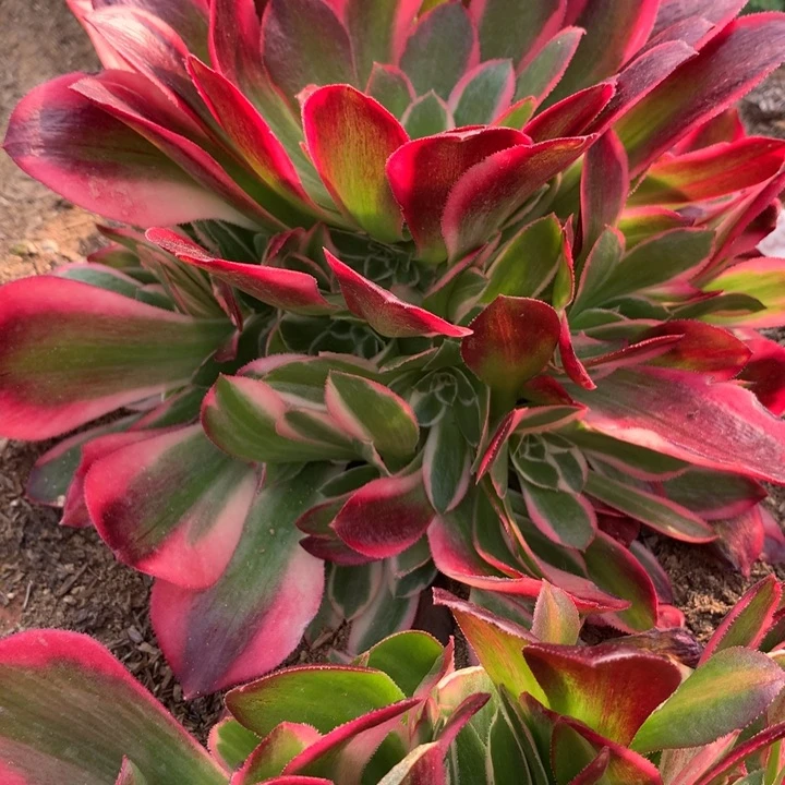 随**安656多肉植物一物一拍