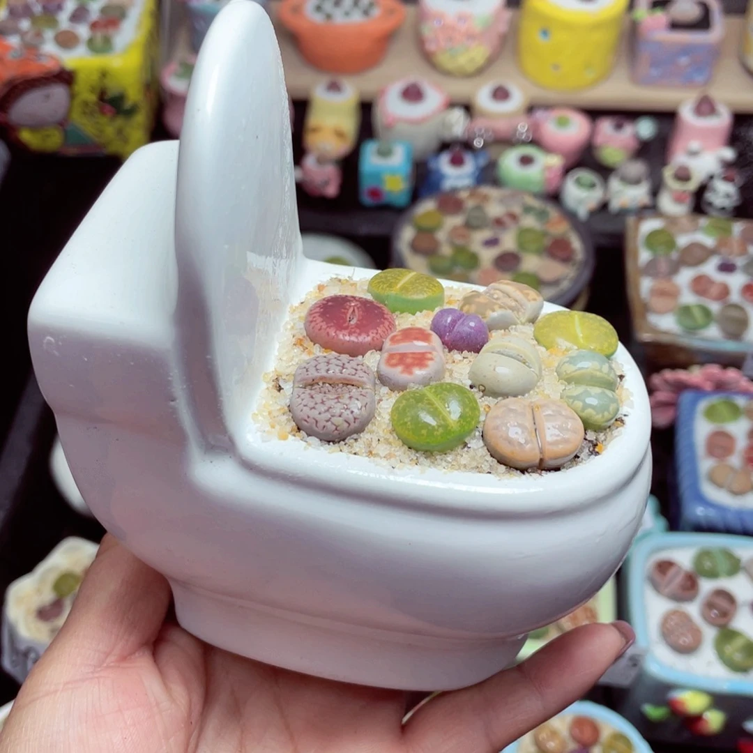 w9584 带盆土发货-零下地区拍保温箱