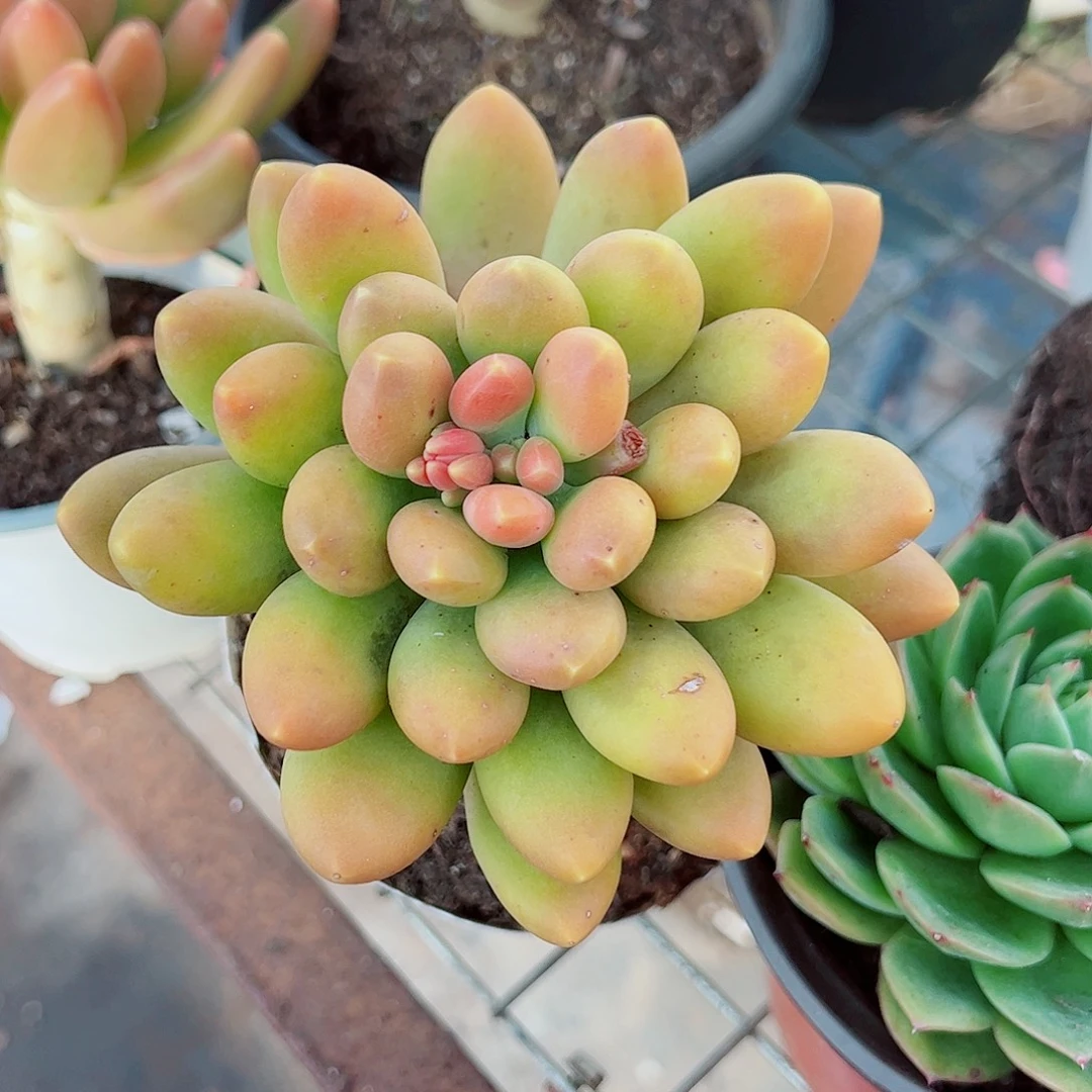 芒果奶大单头精品特价