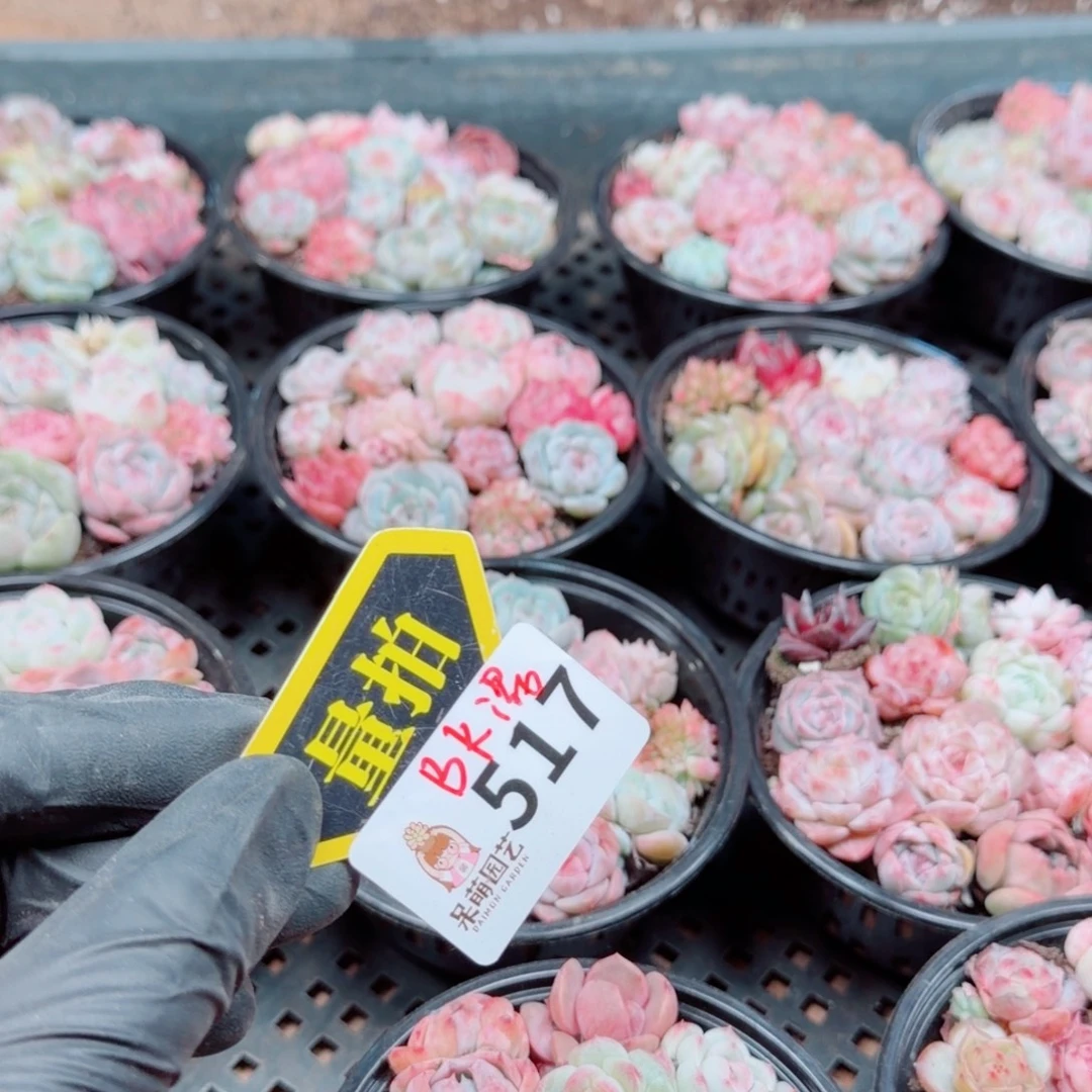 多肉植物多肉植物