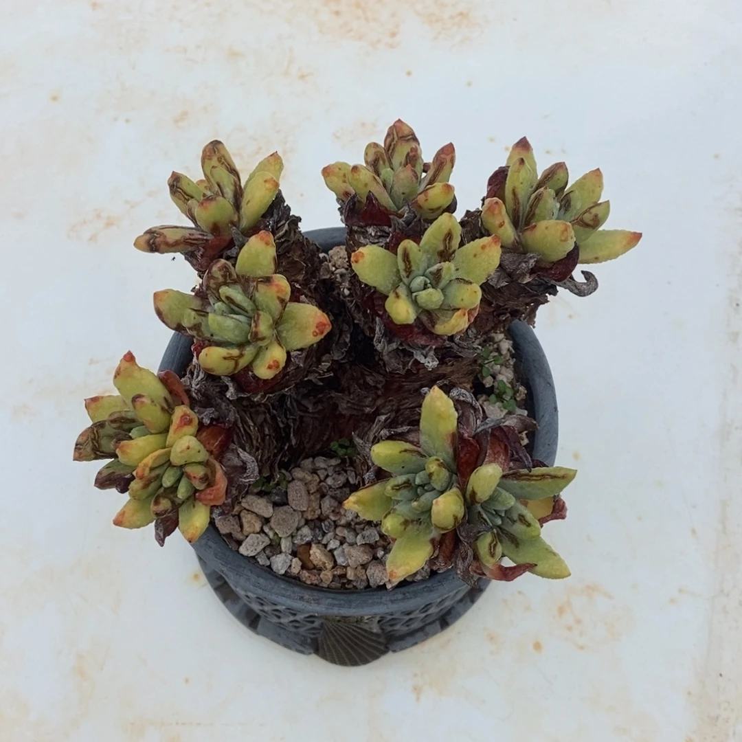 绿豆拇指多肉植物