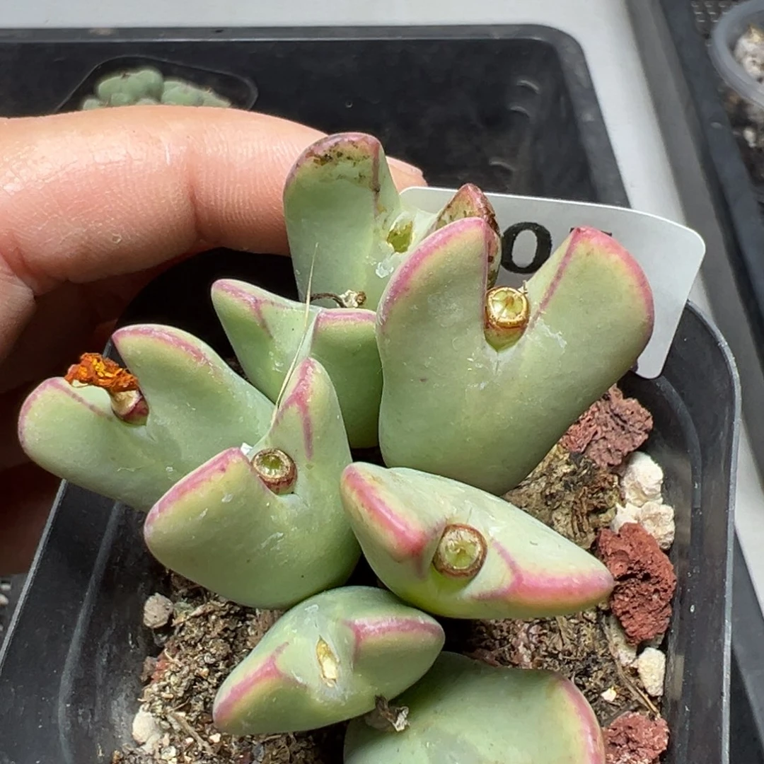 【闪购商品】305……