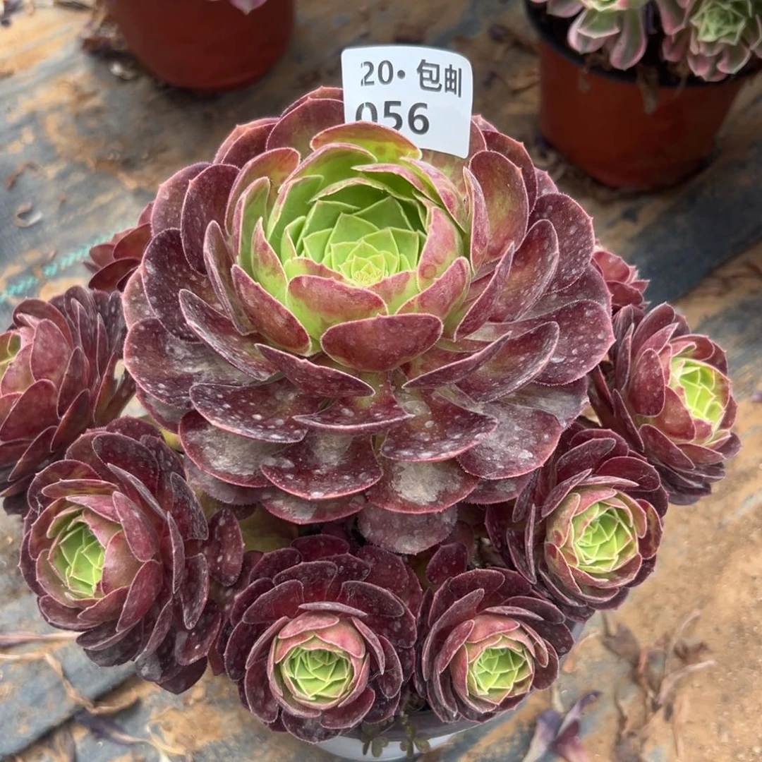 056雨荷老桩，满20包邮法师