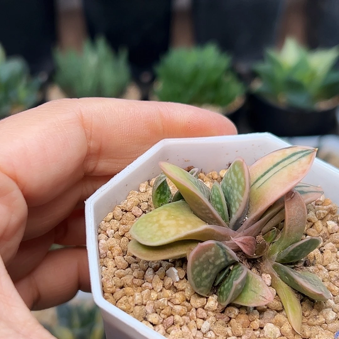 稀有子宝锦群一颗