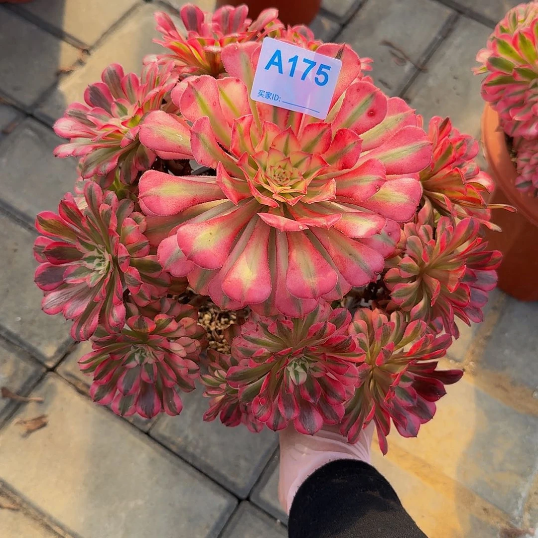 柒*悦175红铜白44444冠服24左右