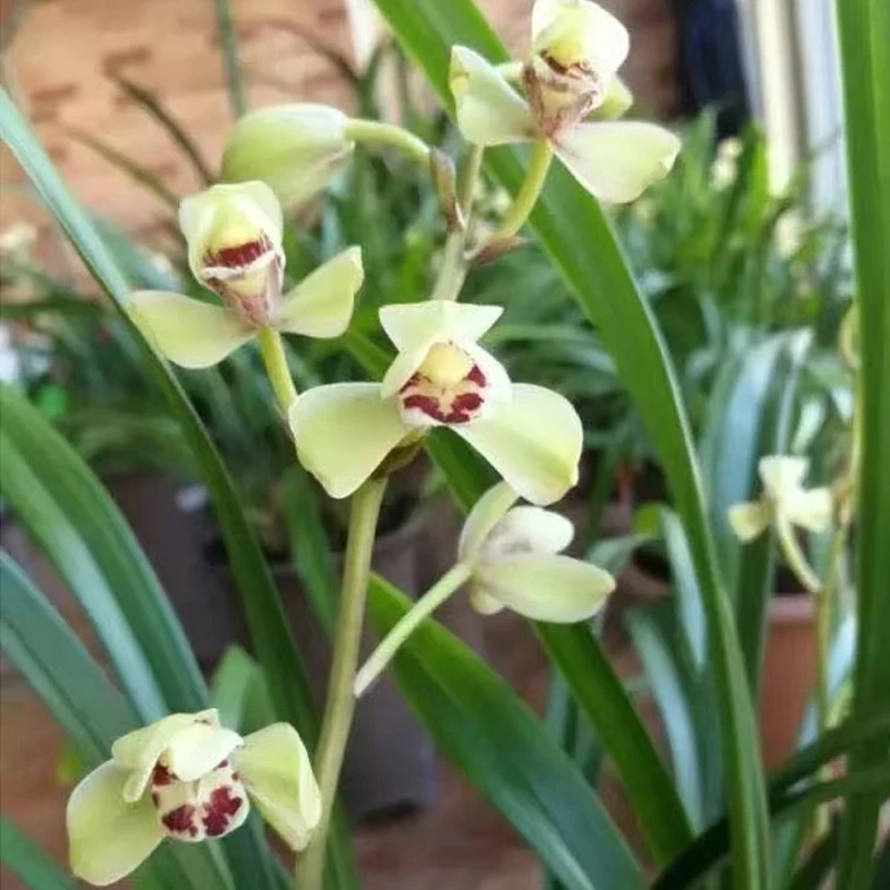 赵鹏推荐--建兰荷王