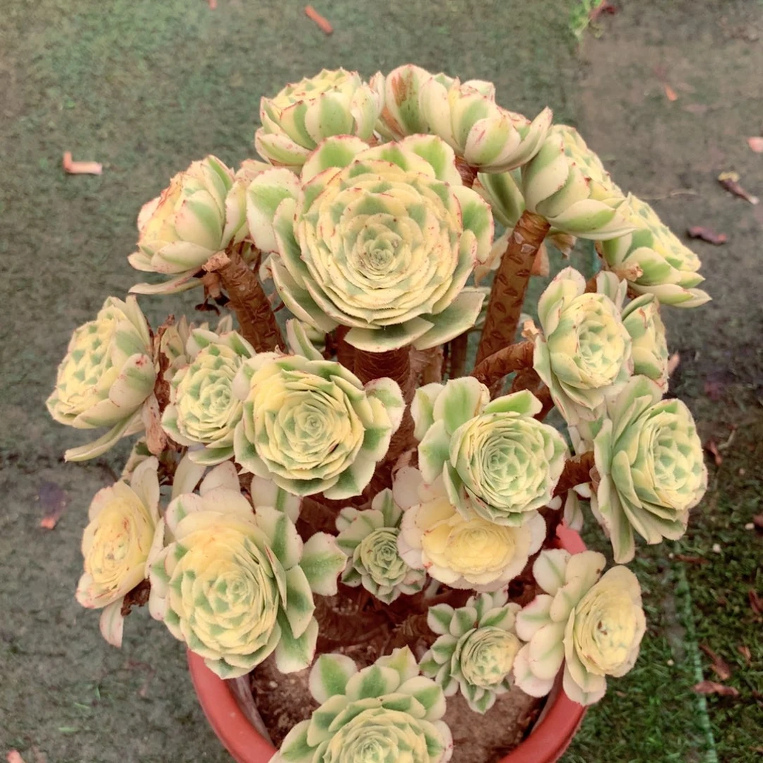 迈巴赫，多肉植物的