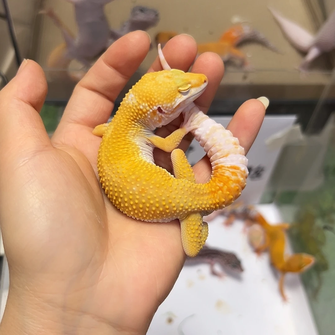 豹纹守宫豹纹守宫