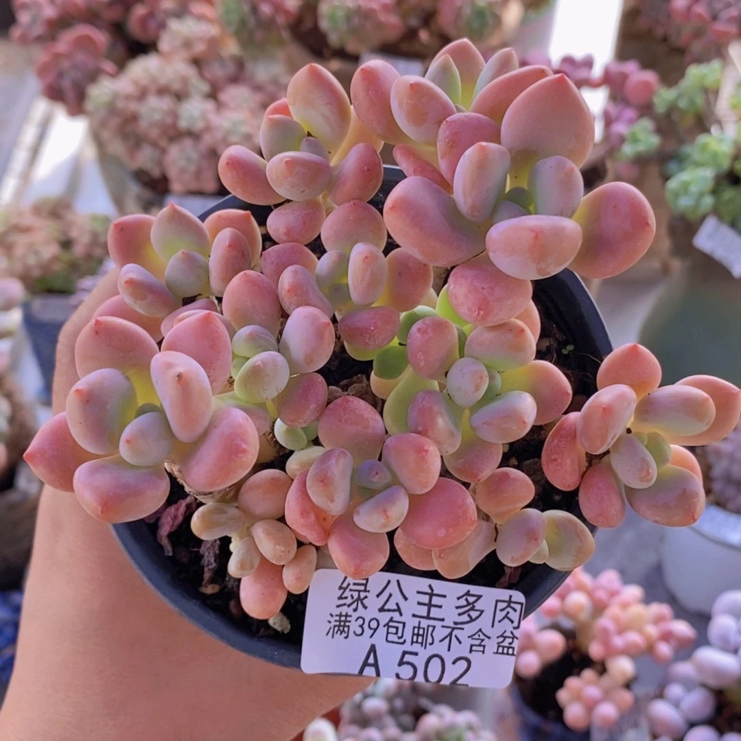 樱花洛神10cm502多肉植物