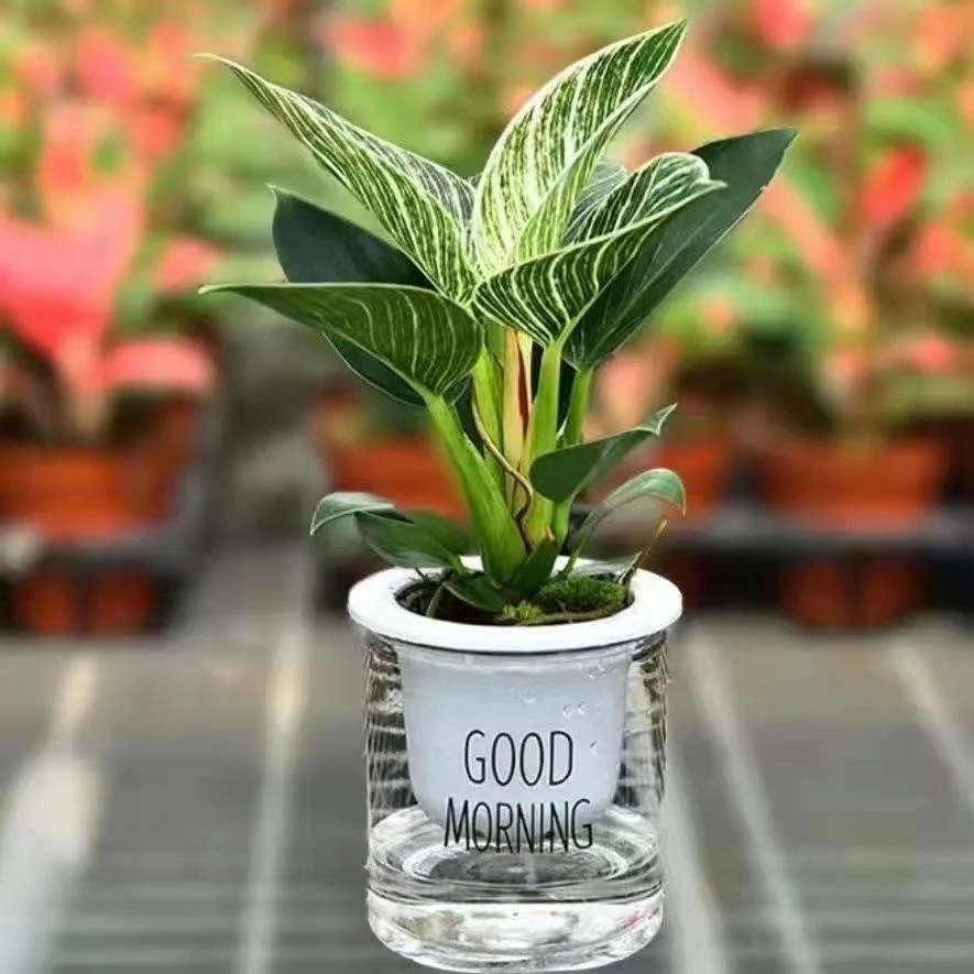 水培植物铂金钻绿公主盆栽超耐摆的室内客厅办公室桌面绿植大叶