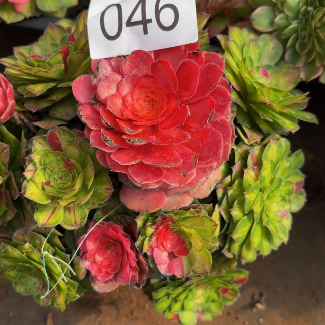 046多肉植物知否特价微瑕