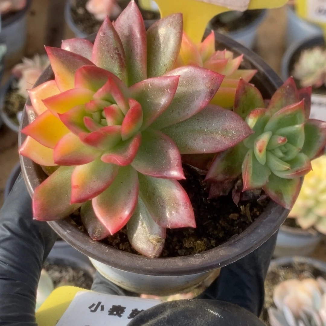 266红姑福利锦锦锦锦