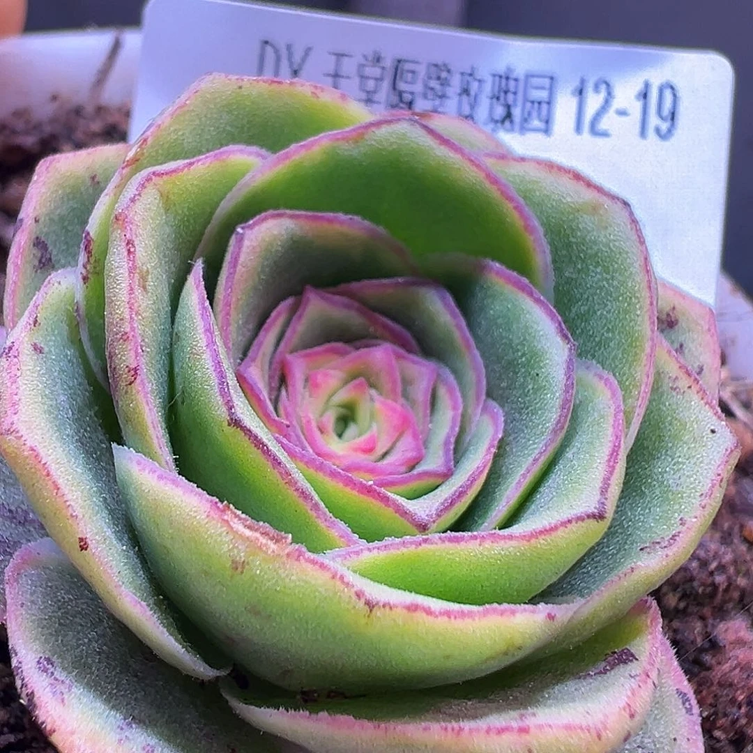 糖糖508 半夏x各种