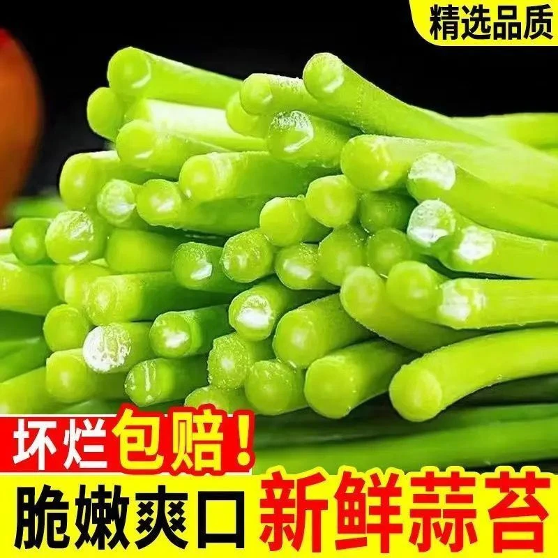 鲜蒜台新鲜现摘现摘现发当季蒜苔农家自种特产蔬菜新鲜农家嫩蒜薹