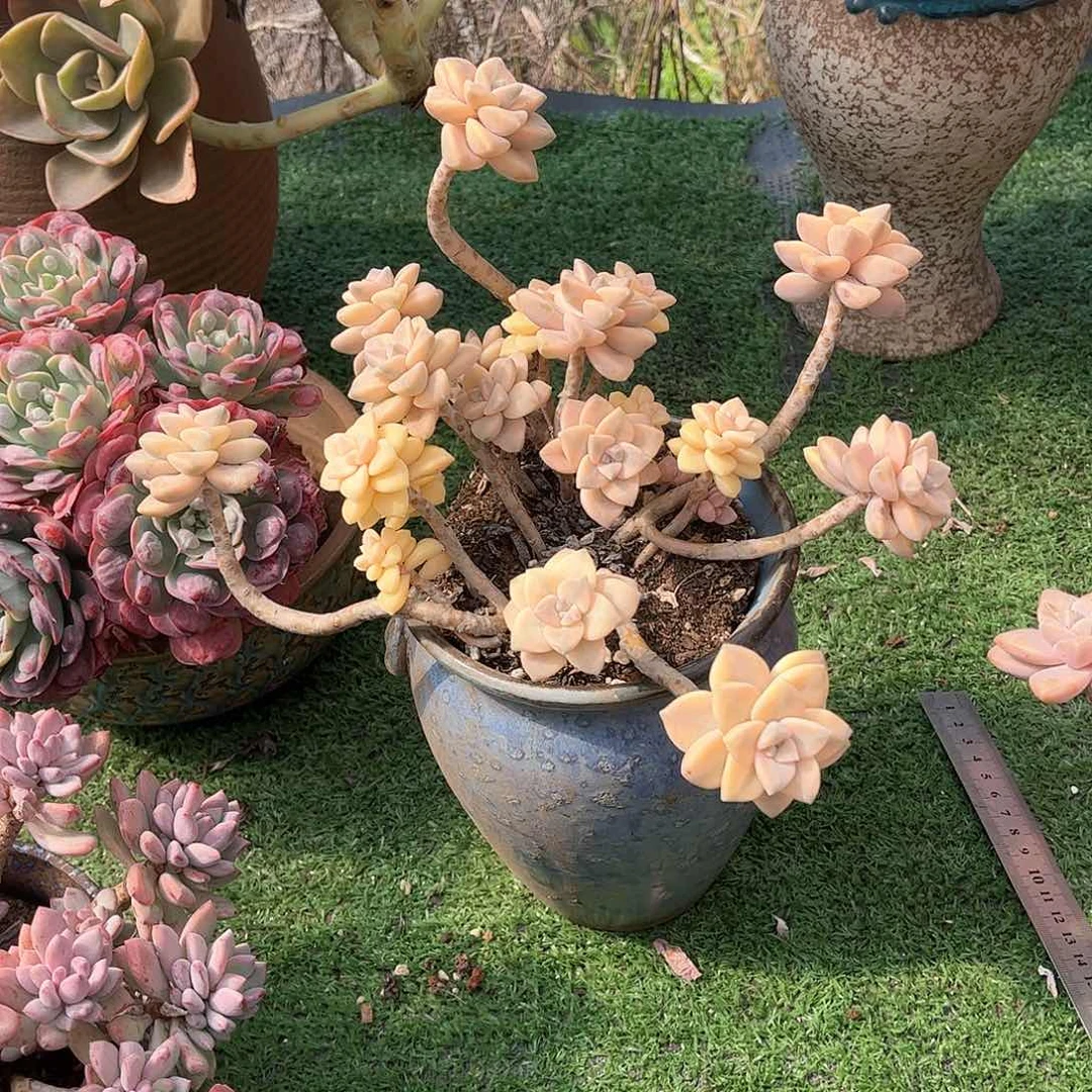 唐****s美多肉植物保护18