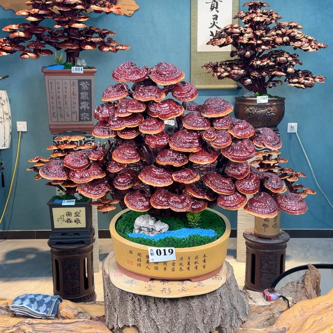 日***录无花朵868888888888