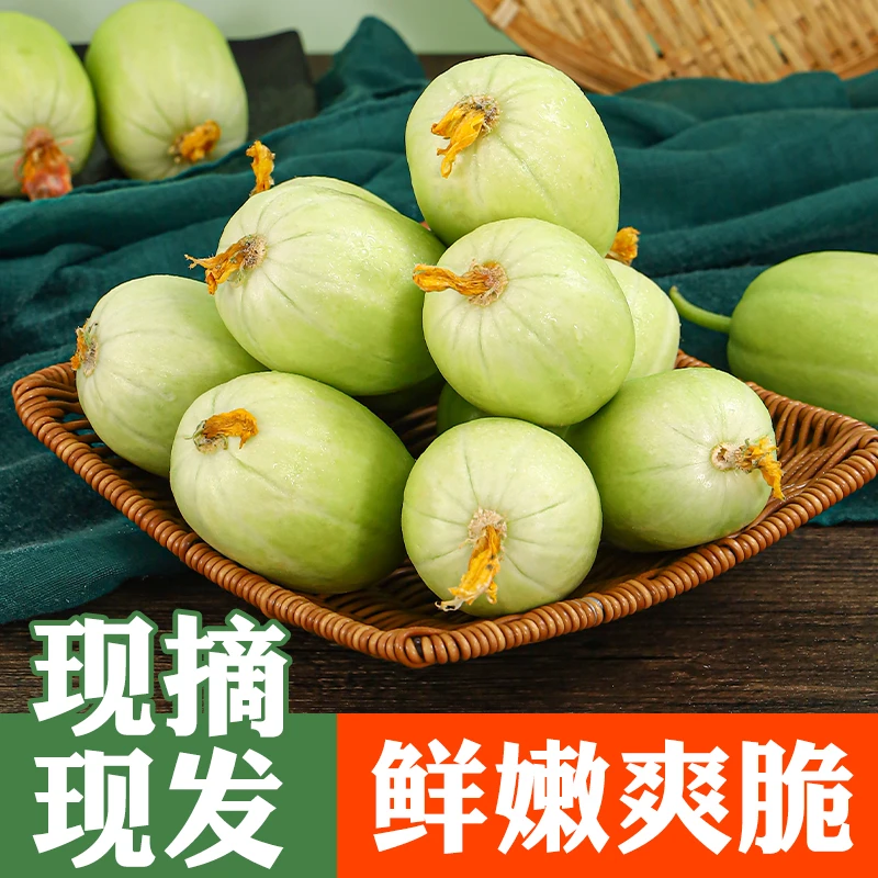 山东玉女黄瓜拇指黄瓜水果黄瓜嫩脆爽口汁水丰富现摘
