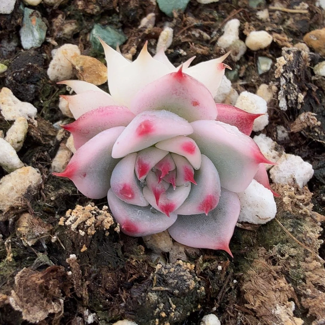 吉娃娃锦，多肉植物