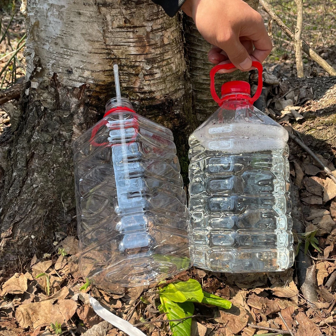 长白山 白桦树汁