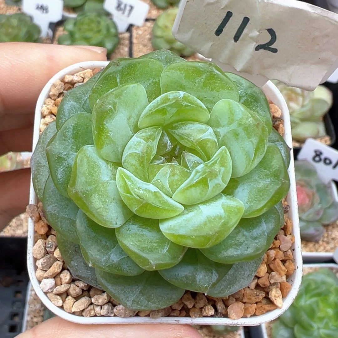 112号绿透暗纹 晗雨多肉