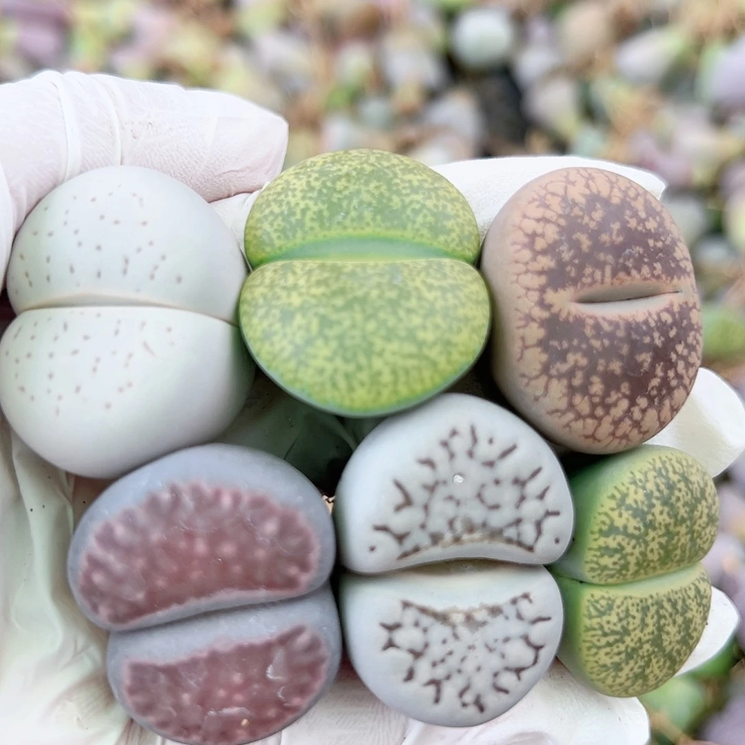 1000 好养易活生石花大母本6个2.5-3cm