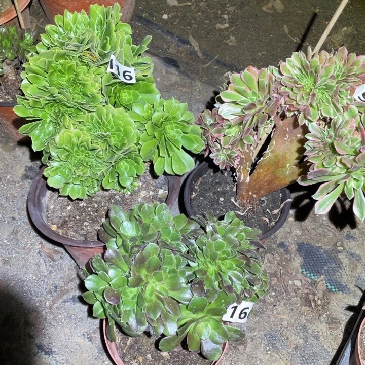 3颗小缀化组合166号