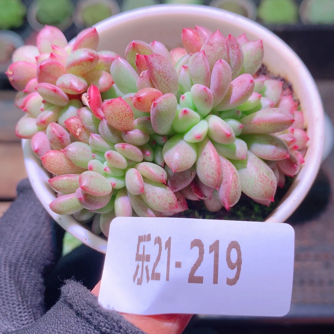 乐然21-219 新品缀化