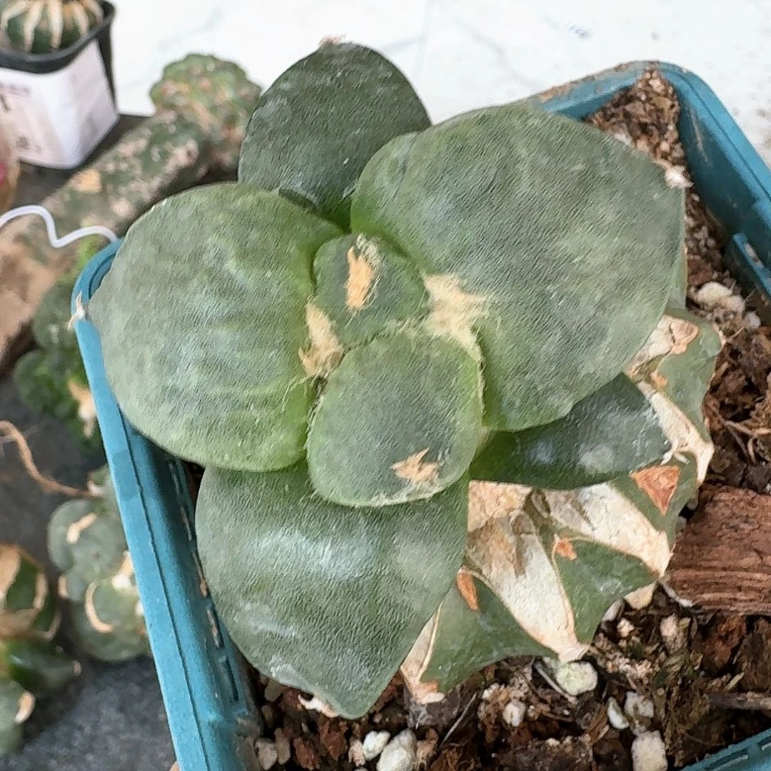 【闪购商品】无花朵喜****哥达摩丸尤712