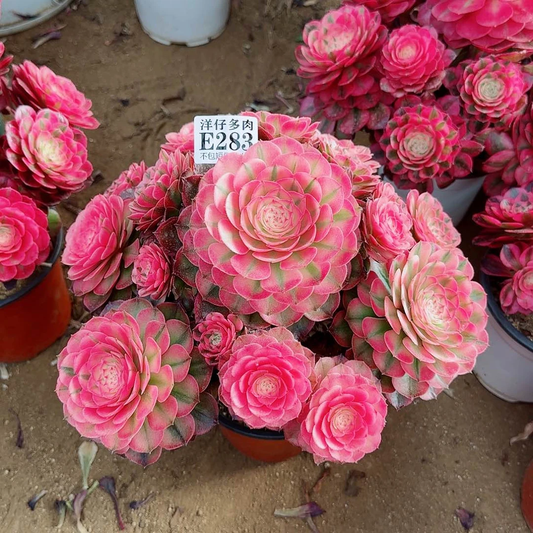 @*战283荔枝 冠幅30左右