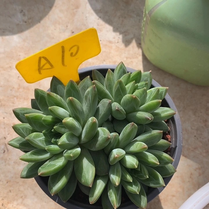 ueieiei理智这误62727727272