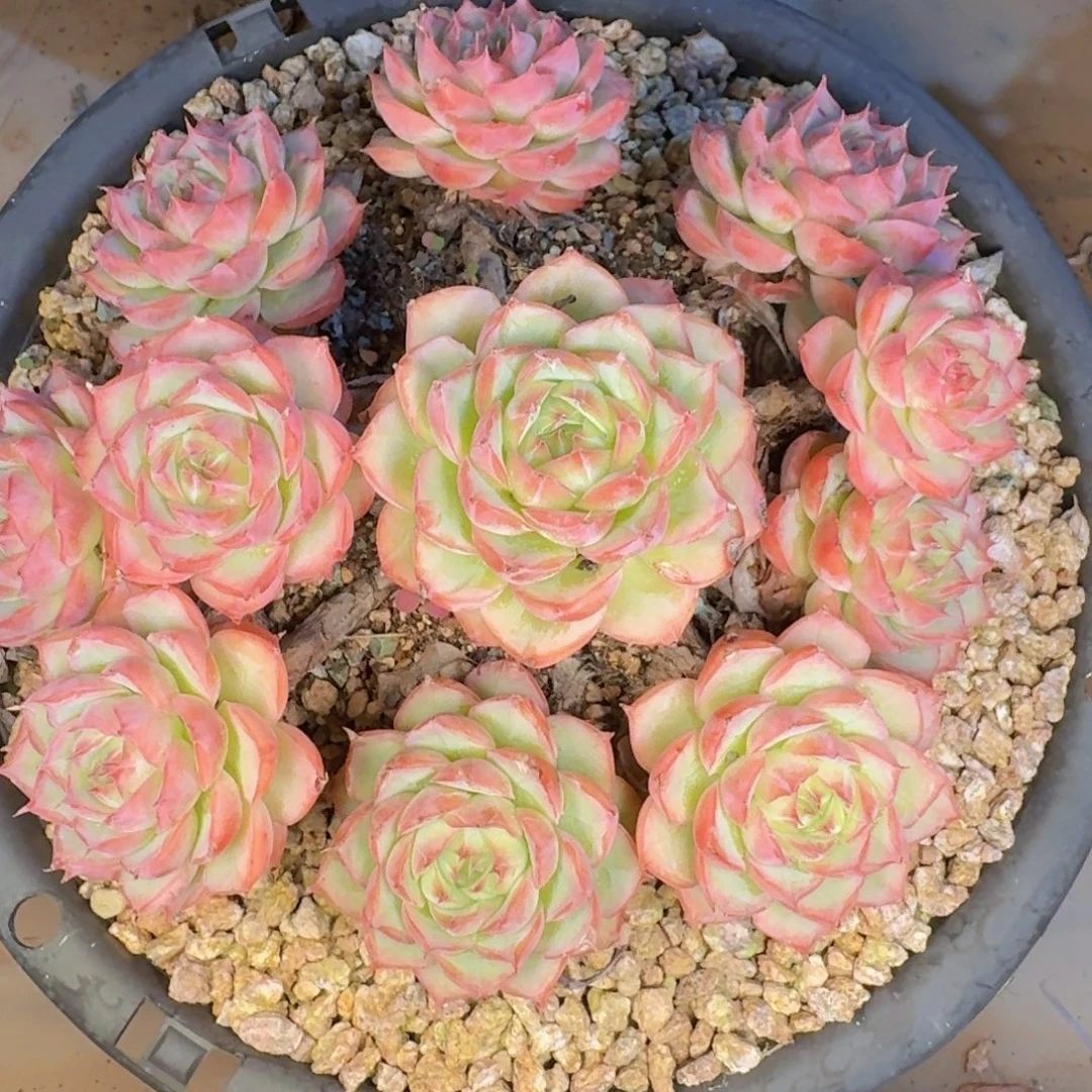 小***子多肉植物的生长发育