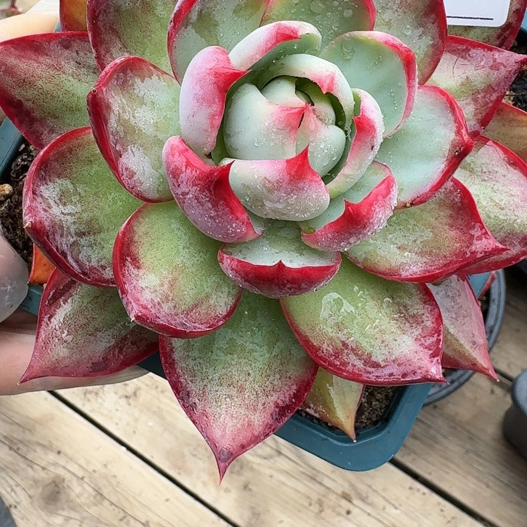 用***乐惊鸿仙子 3078.......