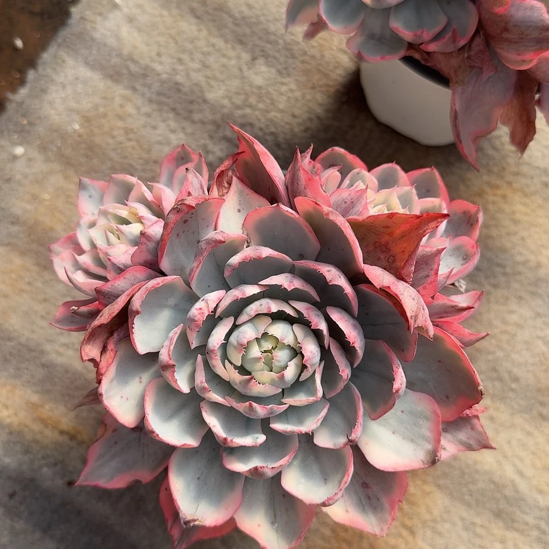 普***人25112376阿美星锦群生