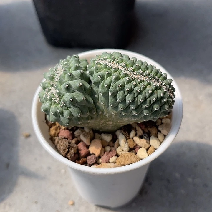 无花朵实生菊水缀化仙人球