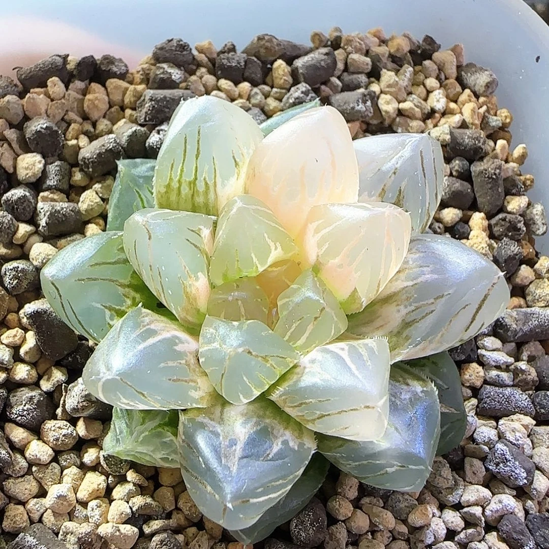 477号OM玉露锦一物一拍带盆土
