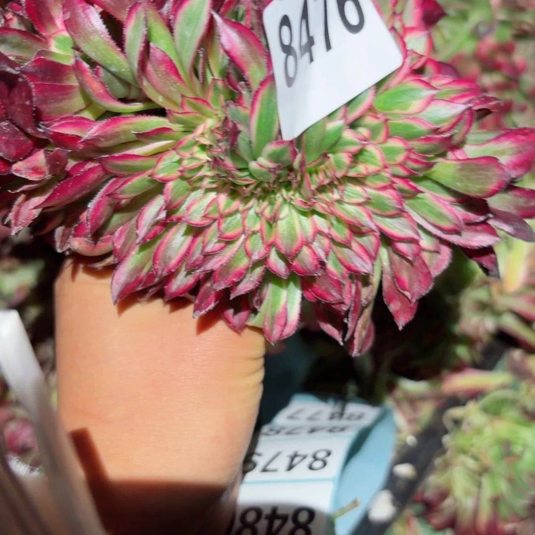 你8476 号多肉法师特价没有根