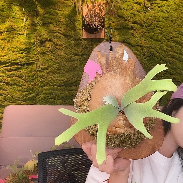 完全开放Tk特选混播