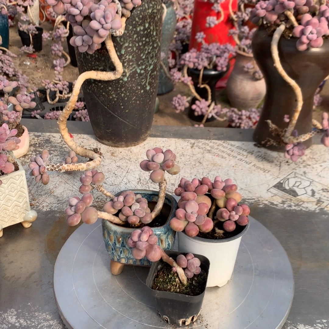 桃蛋老桩不带盆3颗