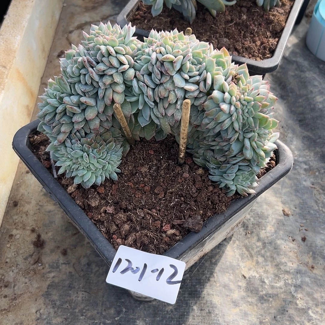 鼓***喵1201-12冰魄缀多肉植物