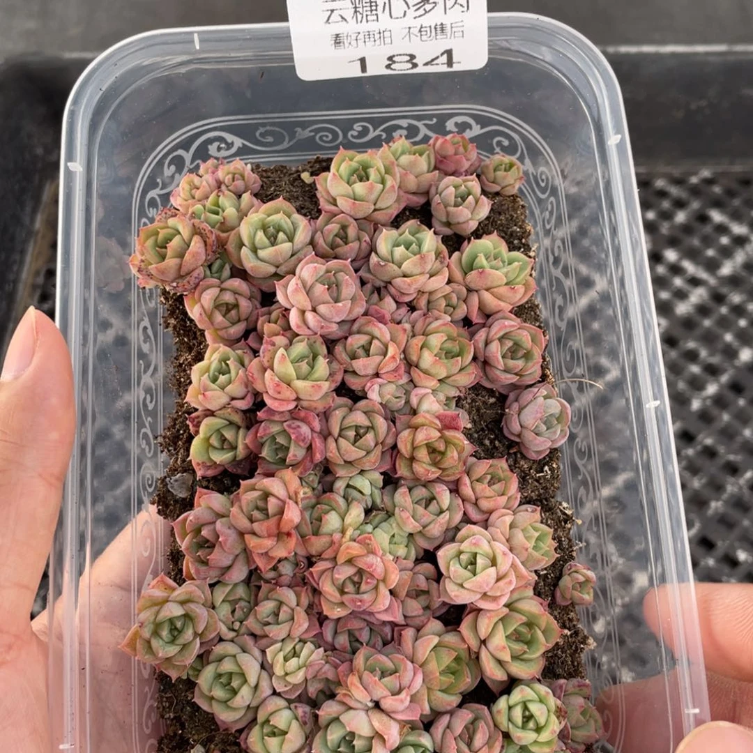 云糖心多肉植物184